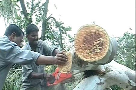 It's tree lovers vs Bangalore's Metro authorities