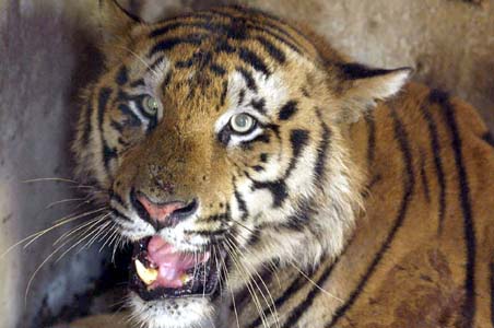 Tiger Mauls Woman To Death In Chinese Wildlife Park