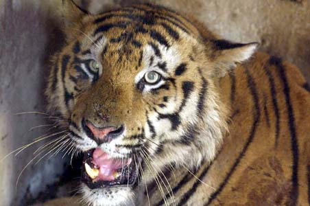 Central team on tigers meets tomorrow