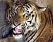 Heat wave delays tiger relocation in Sariska