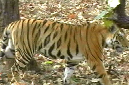 The vanishing tigers in Panna