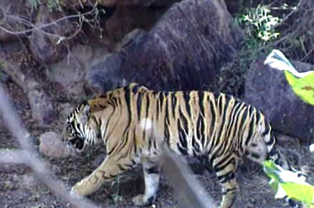 MP forms panel to look into disappearing tigers