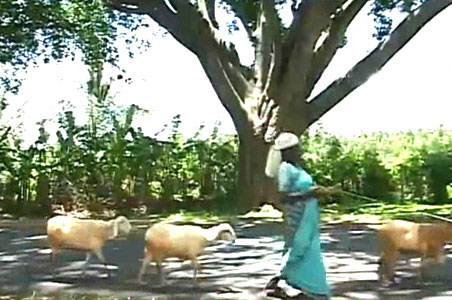 Thimmakka: The tree lady