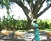 Thimmakka: The tree lady