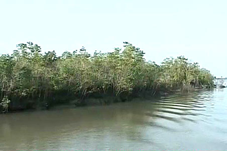 Sunderbans: Mangroves withstand Aila