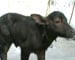 India's 'Dolly' is a buffalo