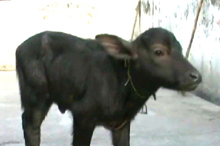 India's 'Dolly' is a buffalo