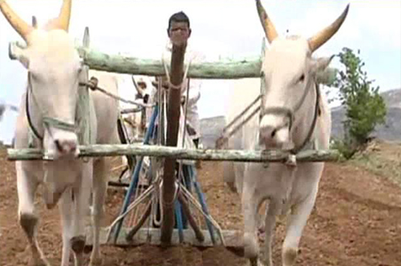 Lack of rainfall leaves sugar belt bitter