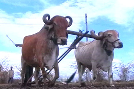 The rain impact on farming