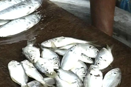 Poor monsoon makes Kerala fishermen cry