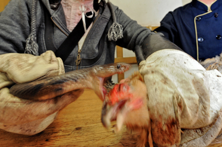 'Snake-bitten Chicken' good for health?