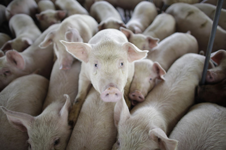 Oxford research team reveals origins of swine flu