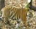 Few tigers caught on camera in Northeast