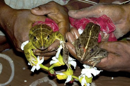 Frogs married in Jharkhand to please rain god