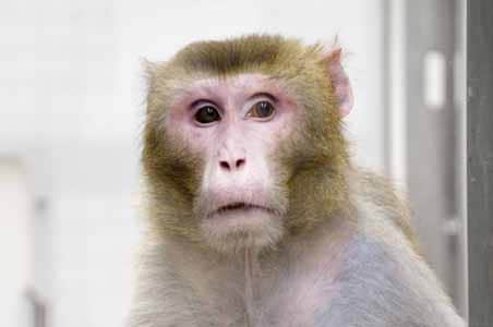 Monkeys that cut calories live longer