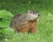 Cops use pepper spray on groundhog