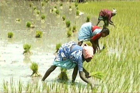 Delayed monsoon: Saving Tamil Nadu's crops