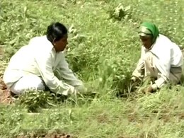 Cane farmers wary of Maharastra govt's sweet deal Cane farmers wary of Maharastra govt's sweet deal