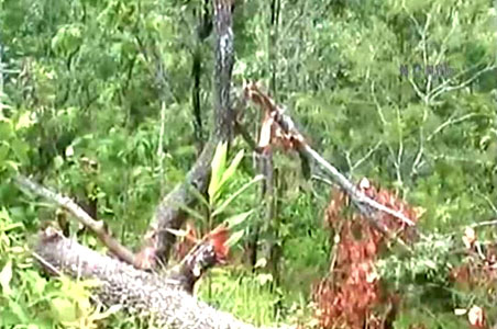 Lichen smuggling destroy Assam forests