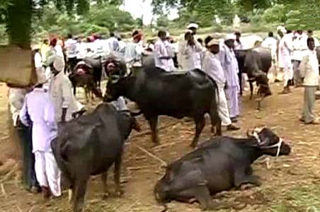 In Marathwada, drought forces farmers to sell cattle