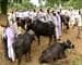 In Marathwada, drought forces farmers to sell cattle