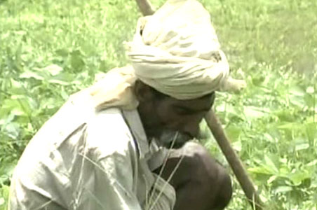 Farms of despair: Tur dal, soybean, paddy destroyed