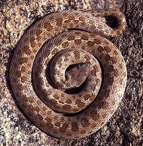 Snake hidden in motor bike scares rider