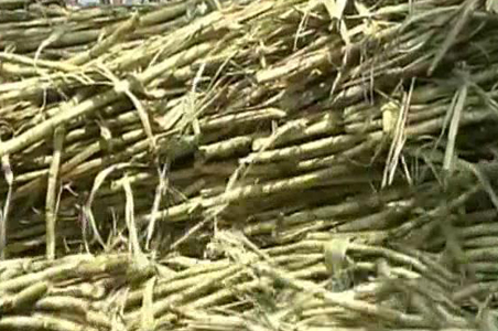 Sugar crisis: Scam or policy failure?