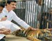 Tiger cage row: CZA gives clean chit to minister