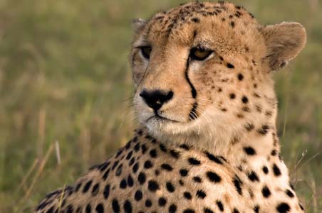 Tiger experts say no to cheetahs