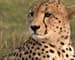 Tiger experts say no to cheetahs