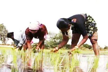 Crops that need less water