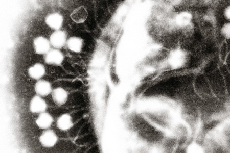 Gene That Strengthens Immune System Identified