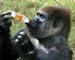 India's only gorilla lonely and in search of love