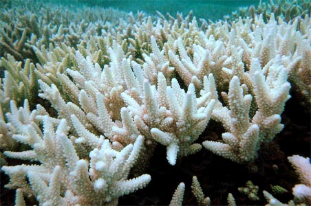 Great Barrier Reef to be dead by '50?