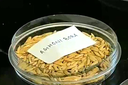 Scientists develop ready-to-eat rice