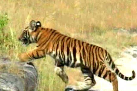 China compares tiger trade to shahtoosh trade
