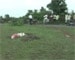 Goa: 10 bodies found in four days