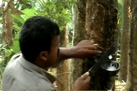 Kerala farmers worried about Thai pepper