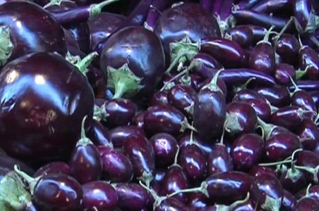 How safe is the genetically modified brinjal?