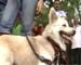 US woman claims her 7-foot-long dog is 'world's tallest'
