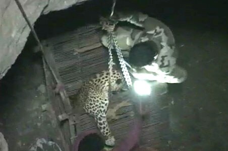 Leopard rescued after 40 hours in well 