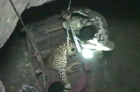 Leopard rescued after 40 hours in well