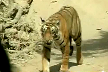 12 tigers missing from Rajaji National Park