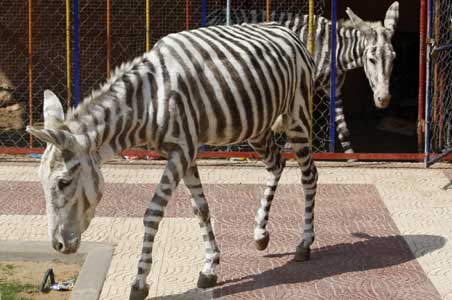 Zebra Stripes for Donkeys