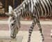 Zebra Stripes for Donkeys
