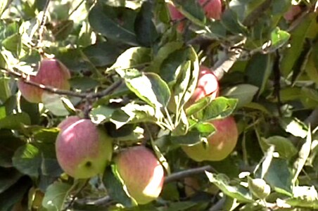 Himachal's apples hit by global warming Himachal's apples hit by global warming