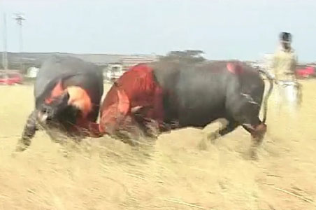 Nasik holds 70-yr-old bullfight festival