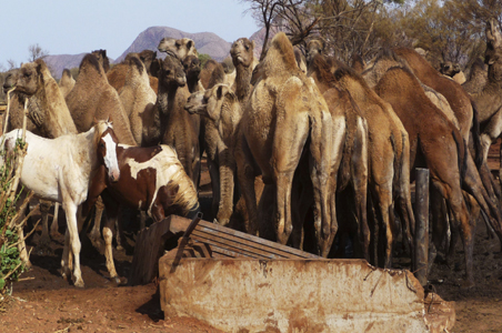 Australian town 'under siege' from camels