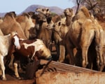 Australian town 'under siege' from camels